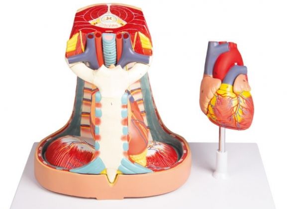https://www.jayakelana.id/uploads/product/-v103-mediastinum-life-size-473995830356e86_cover.jpg