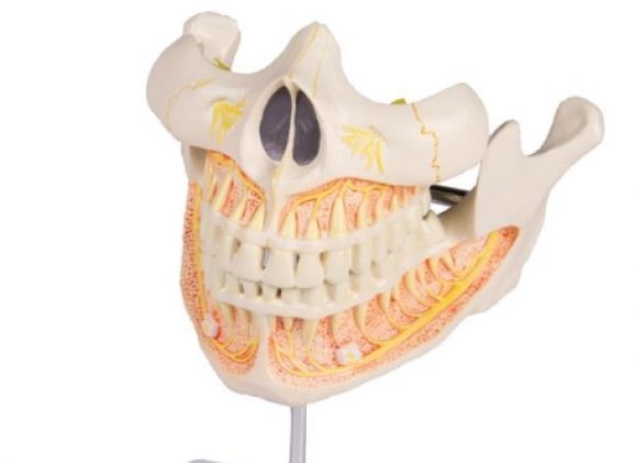 https://www.jayakelana.id/uploads/product/-v181-permanent-teeth-model-98565eb1b62961e_cover.jpg