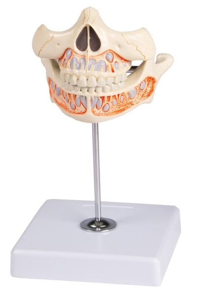 (V182) Decidous Teeth Model