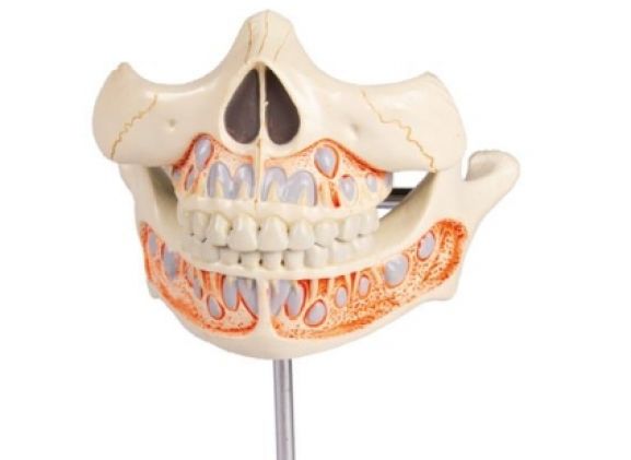 https://www.jayakelana.id/uploads/product/-v182-decidous-teeth-model-365792990e68a8c_cover.jpg
