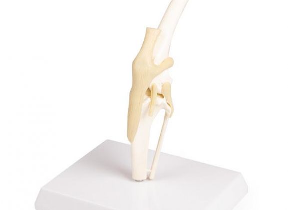 https://www.jayakelana.id/uploads/product/-vet1050-canine-knee-9768551ee887519_cover.jpeg