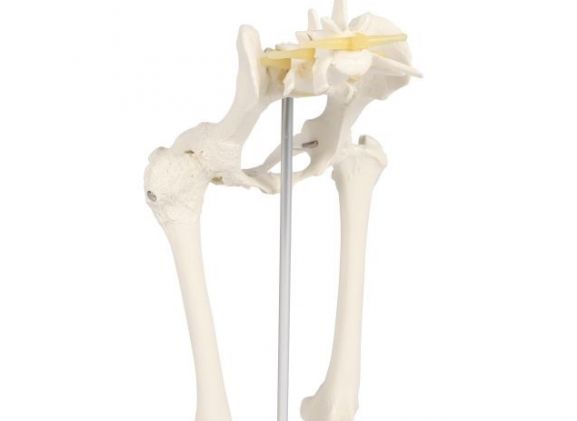 https://www.jayakelana.id/uploads/product/-vet1060-canine-hip-120626c8dfbf12c_cover.jpg