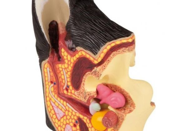https://www.jayakelana.id/uploads/product/-vet1210-canine-ear-healthy-diseased-45213164a401280_cover.jpg