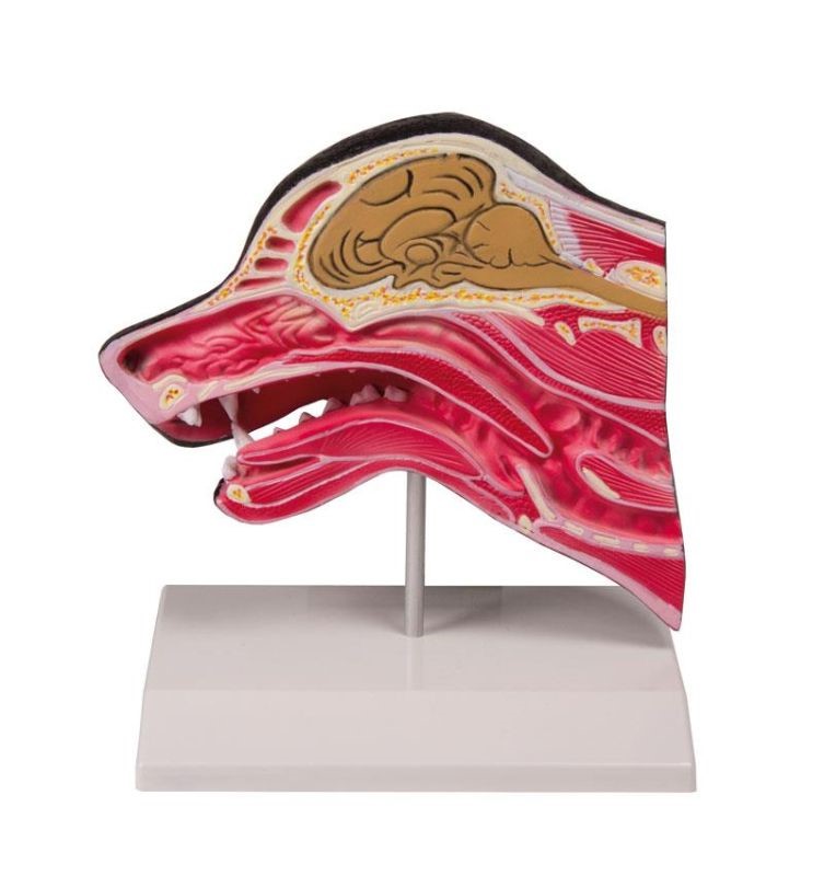 (VET1300) Median Section of a Dog Head