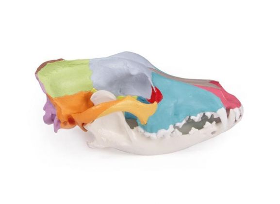 https://www.jayakelana.id/uploads/product/-vet1708-dog-skull-with-403613d7cbd1232_cover.jpg
