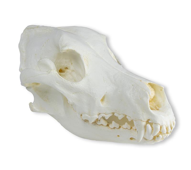 (VET2020) Skull, Domestic&nbsp;Dog, Great Dane&nbsp;(Canis&nbsp;familiaris)