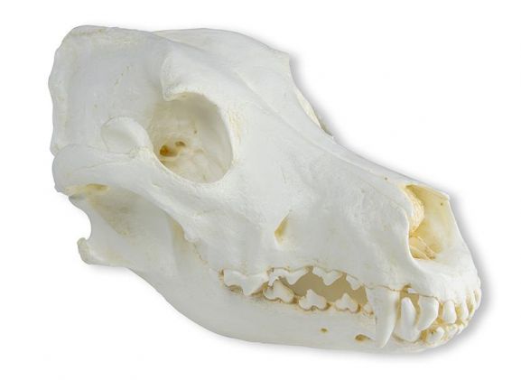 https://www.jayakelana.id/uploads/product/-vet2020-skull-domestic-dog-great-95634ae18498854_cover.jpeg