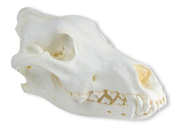 https://www.jayakelana.id/uploads/product/-vet2025-skull-wolf-canis-789558f3d549373_cover.jpeg