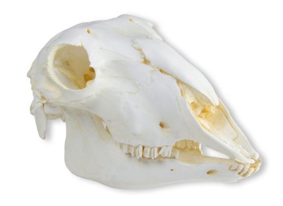 https://www.jayakelana.id/uploads/product/-vet2030-skull-domestic-sheep--71659c45ce35031_cover.jpeg