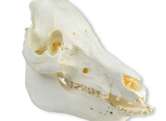 https://www.jayakelana.id/uploads/product/-vet2035-skull-domestic-pig-51963d098fd3316_cover.jpeg