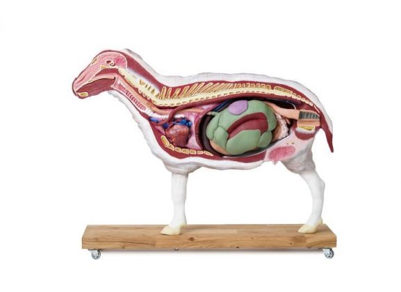 https://www.jayakelana.id/uploads/product/-vet3310-sheep-model-12-22012f0d10f7fd4_cover.jpg