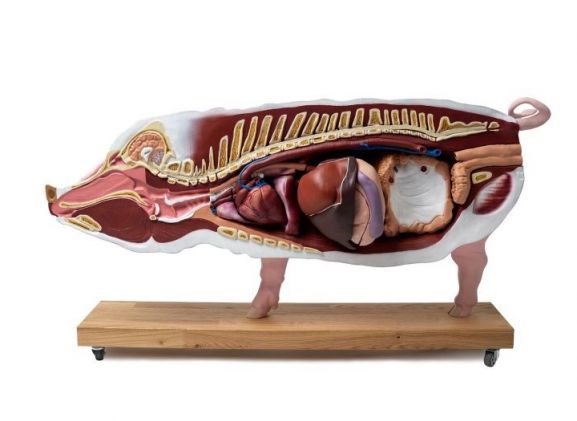 https://www.jayakelana.id/uploads/product/-vet3320-didactical-pig-model--7419904d3e31b87_cover.jpg