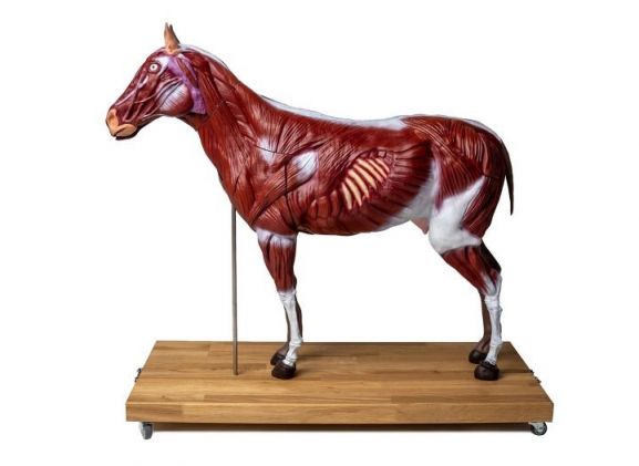 https://www.jayakelana.id/uploads/product/-vet3330-horse-mare-model--44408824500bb33_cover.jpg