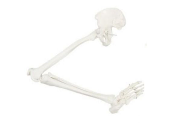 https://www.jayakelana.id/uploads/product/a-105181-axis-scientific-leg-812462ecb2af4f8_cover.png