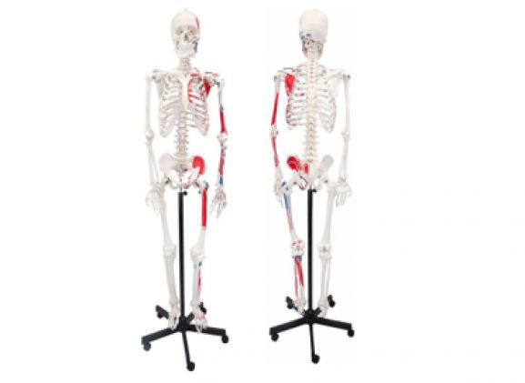 https://www.jayakelana.id/uploads/product/axis-scientific-paintedhuman-skeleton-211785d9da695be_cover.png
