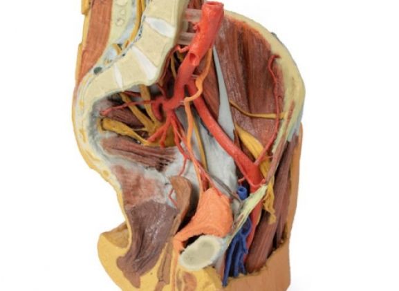 https://www.jayakelana.id/uploads/product/female-left-pelvis-and-229820d6c8a5dca_cover.jpg