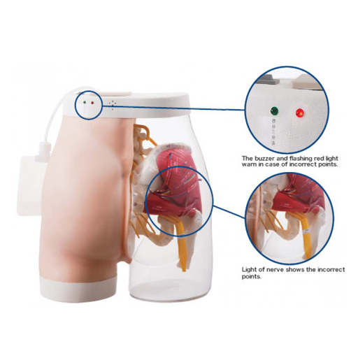 (M152) INTRAMUSCULAR INJECTION MODEL OF BUTTOCK 