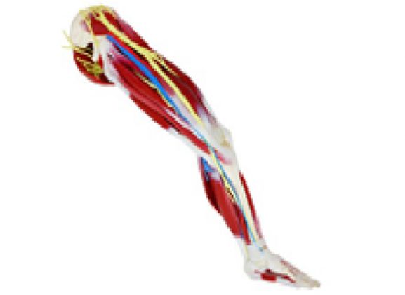 https://www.jayakelana.id/uploads/product/kaki-silikon-kiri-102485--89333b26a0ce688_cover.png
