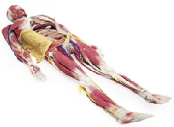 https://www.jayakelana.id/uploads/product/model-anatomi-syndaver-perempuan-3631209e6842f55_cover.jpg
