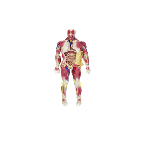 (101250) SYNDAVER ANATOMY MODEL MALE 