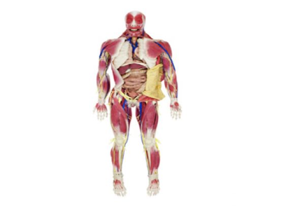 https://www.jayakelana.id/uploads/product/model-anatomi-syndaver-pria-53691288d0e7242_cover.png