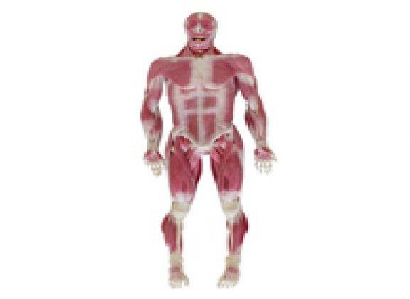 https://www.jayakelana.id/uploads/product/model-musculoskeletal-syndaver-pria-67587f8e5b76cf9_cover.png