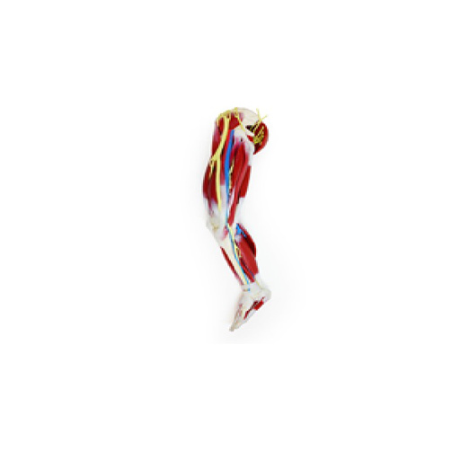 (102470) SILICONE LEG RIGHT 