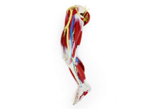 https://www.jayakelana.id/uploads/product/silikon-kaki-kanan-102470--8068887b8ffa33e_cover.png