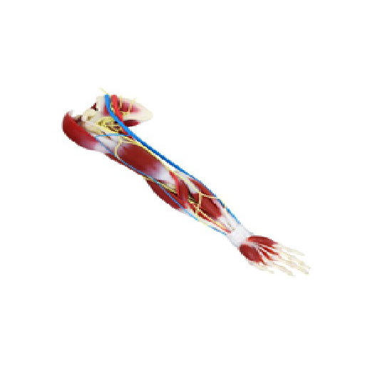 (102370) SILICONE ARM RIGHT 