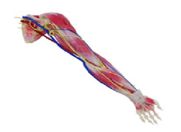 https://www.jayakelana.id/uploads/product/syntissue-arm-left-102300--55818ba73e62e4d_cover.png