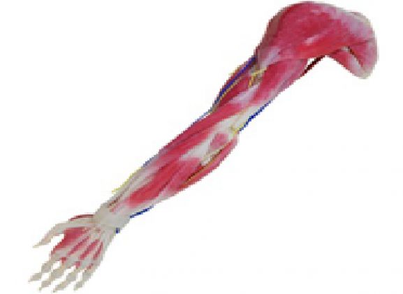 https://www.jayakelana.id/uploads/product/syntissue-arm-right-102350--296272e89ec70f6_cover.png