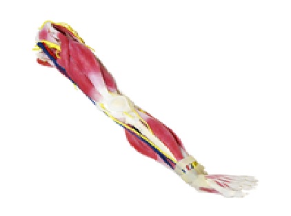 (102450) SYNTISSUE LEG RIGHT  