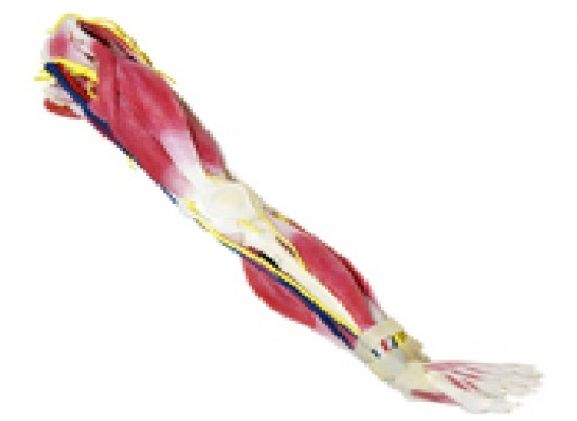 https://www.jayakelana.id/uploads/product/syntissue-kaki-kiri-102400--76987437893447e_cover.jpg